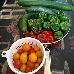 【無農薬野菜】きゅうり、トマト、ピーマン、ししとう