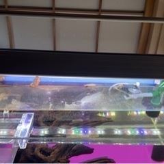 キンペコ水槽セット販売 説明読んでください