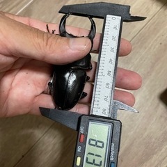 【ネット決済・配送可】能勢産SR オオクワガタ　81.3mmペア...