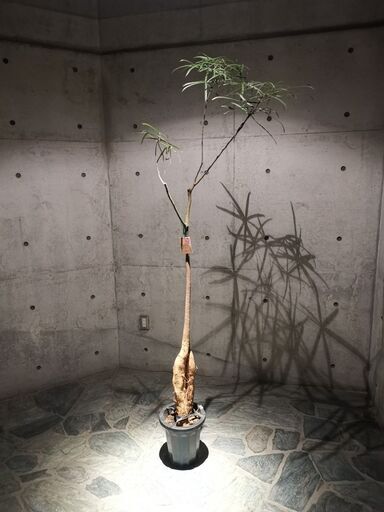 観葉植物 ボトルツリー