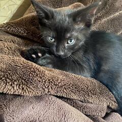 2ヵ月子猫　黒猫女の子