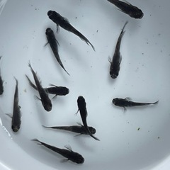 和墨　メダカ　稚魚〜幼魚10匹(残り1セット)