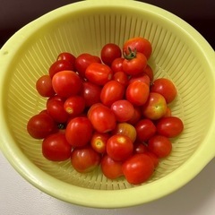 プチトマト　無農薬栽培　昔ながらのプチトマト