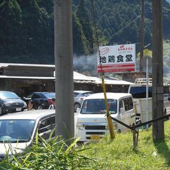 地鶏食堂で働いて頂けませんか?