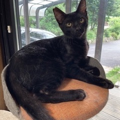 生後5ヶ月のイケメン黒猫タッキーくんの画像