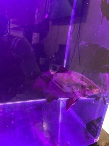 アカメ