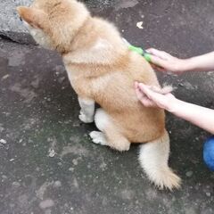 里親募集　柴犬　おじいちゃん - 函館市