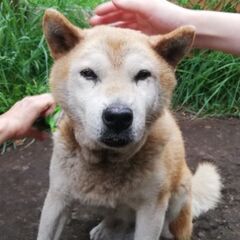 里親募集　柴犬　おじいちゃん − 北海道