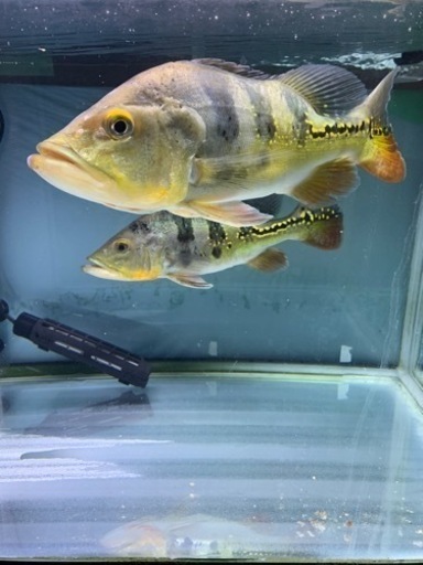熱帯魚　生体　キクラ