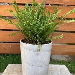 観葉植物　セッカタマシダ