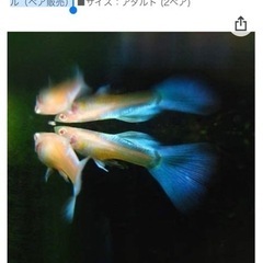 グッピー稚魚☆国産RREAアクアマリンネオンテール(トパーズ)