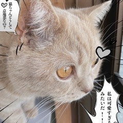 事情があり飼えなくなりました。