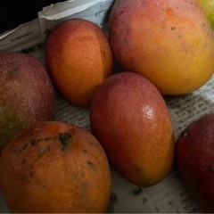 マンゴー販売 1kg以上