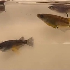 メダカ　黒天幻龍　稚魚　5匹セット　夏休み価格