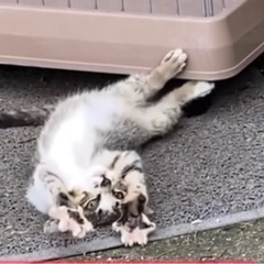 子猫の里親さん募集してます