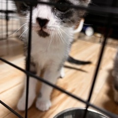 マンチカンの子猫 − 和歌山県