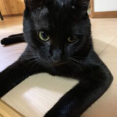 2022年7月生まれの黒猫の元気な男の子です。