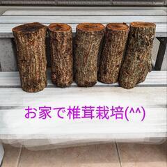 椎茸　ホダ木5本セット