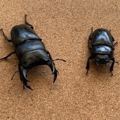 ⭐️夏休み！お子様(小中学生)にオオクワガタペアで差し上げます⭐...