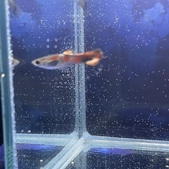 熱帯魚　　珍しい個体　早い者勝ち③エンドラーズグッピーと、グッピ...