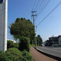 【京都】植栽剪定協力業者求む　個人歓迎の画像