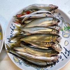 女性も同行👩稚アユ釣りツアー