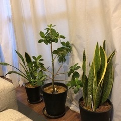 【引渡し予定者決定済】観葉植物3点セット（鉢&水やりチェッカー付き）