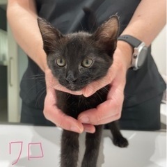 人懐っこい❤️うっすら縞模様の黒猫きょうだい✨