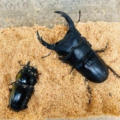 【2023年成虫ペア⑥】能勢YGオオクワガタ 異腹ペア オオクワ...