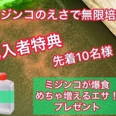 上原メダカ🐢　ミジンコ購入で爆食エサプレゼント‼️