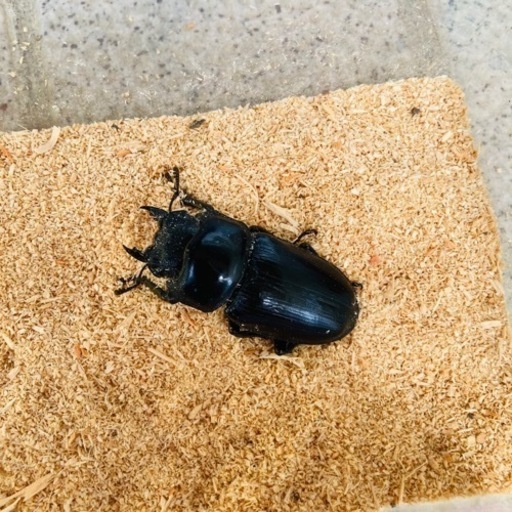 【配送/2023年 新成虫ペア⑦】能勢YGオオクワガタ 異腹ペア オオクワガタ ♂78.3mm ♀50.3mm