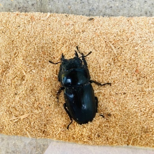 【配送/2023年 新成虫ペア⑦】能勢YGオオクワガタ 異腹ペア オオクワガタ ♂78.3mm ♀50.3mm
