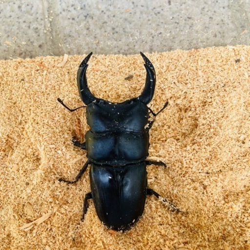 【配送/2023年 新成虫ペア⑦】能勢YGオオクワガタ 異腹ペア オオクワガタ ♂78.3mm ♀50.3mm
