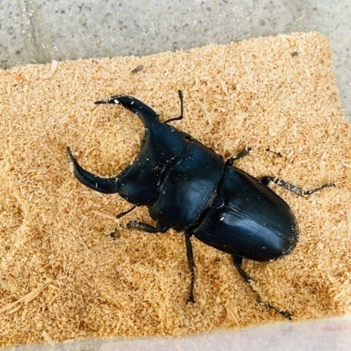 【配送/2023年 新成虫ペア⑦】能勢YGオオクワガタ 異腹ペア オオクワガタ ♂78.3mm ♀50.3mm
