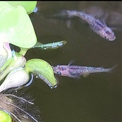 停止します🙇‍♀️  メダカ　ピンク夜桜　有精卵