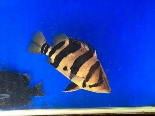 ダトニオプラスワン リアルバンド シミ有り±24cm