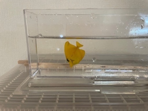 キイロハギ\u0026ゴマハギ黄化個体