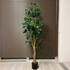 ニトリ インテリア 観葉植物 フェイクグリーン フィカス 150cm