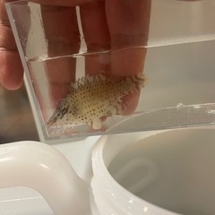 ナポレオンフィッシュ幼魚　メガネモチノウオ