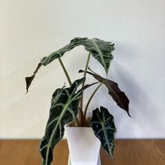 ミニ観葉植物 アロカシア2種セット②