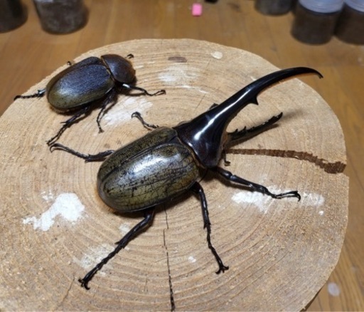 ヘラクレス 【オス、メス】