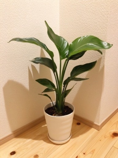 観葉植物　ストレリチア　2株セット　67cm　6号鉢と受け皿付き