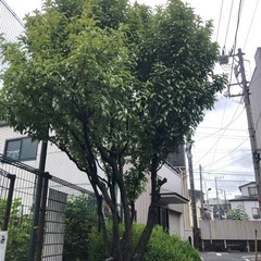 樹木 森林 庭木 伐採 いらない木 邪魔な木 竹林 切ります 抜根無し 東京 埼玉 千葉 茨城 - 地元のお店