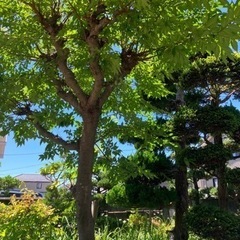 庭木の中古が安い！激安で譲ります・無料であげます｜ジモティー