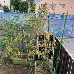トマト　栽培　菜園　キット