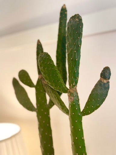 でかカッコいい！100cm！インパクト大！サボテン(トゲなし) でかカッコいい！100cm！インパクト大！サボテン(トゲなし)