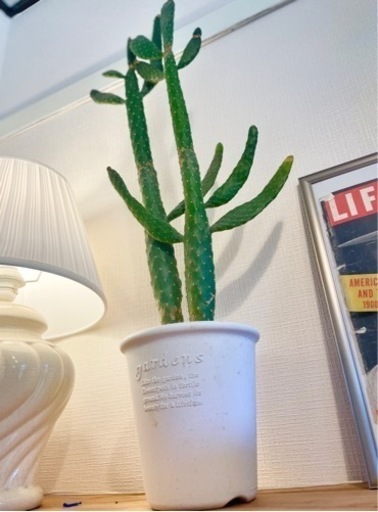 でかカッコいい！100cm！インパクト大！サボテン(トゲなし)