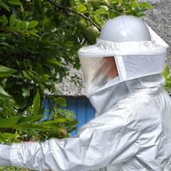 蜂の巣駆除を個人で請け負います！愛知県全域