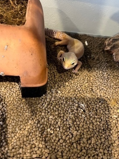 爬虫類飼育セット！！！、