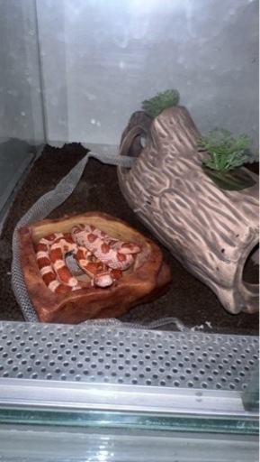 週末セール！！！蛇飼育セット！爬虫類！